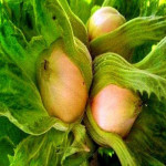 Саженцы Фундука